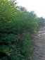 Acacia coupe en bordure de chemin-Repousse Rapide2-20140918