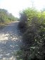 Acacia coupe en bordure de chemin-Repousse Rapide3-20140918